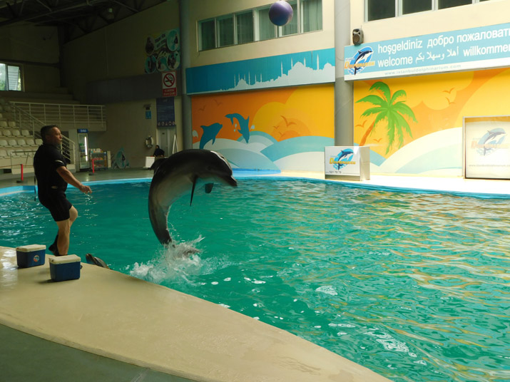 Outdoor Adventures: Taking Children to Aqua Parks for Dolphin Shows and Outdoor Fun.