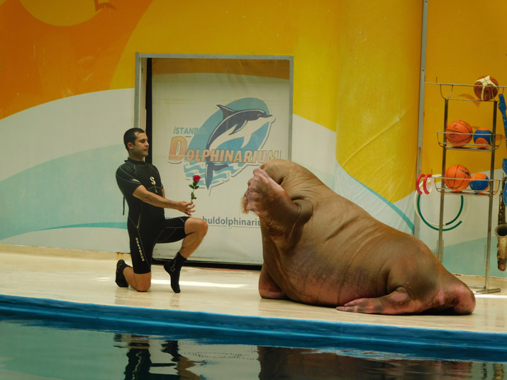 Outdoor Adventures: Taking Children to Aqua Parks for Dolphin Shows and Outdoor Fun.