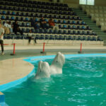 Outdoor Adventures: Taking Children to Aqua Parks for Dolphin Shows and Outdoor Fun.