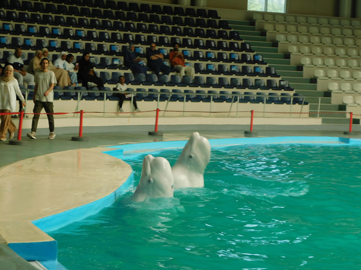 Outdoor Adventures: Taking Children to Aqua Parks for Dolphin Shows and Outdoor Fun.